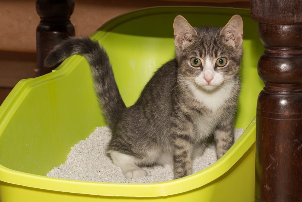 a Kitten Haunting the design space 